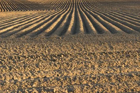 Field at sunset Stockfoto's