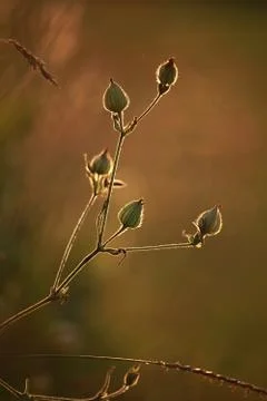 Field at sunset Stock Photos