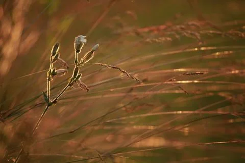 Field at sunset Stock Photos