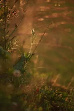 Field at sunset Stock Photos