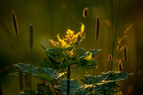 Field at sunset Stock Photos