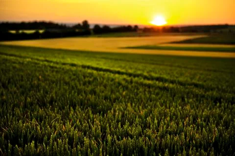 Field with sunset Stock Photos