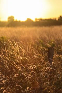 Field in sunset Stock Photos