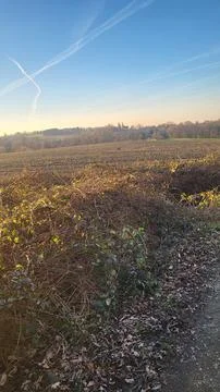 Field at Sunset Stock Photos