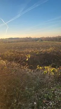 Field at Sunset Stock Photos