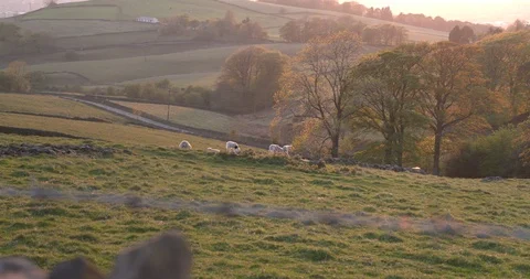 Field at sunset with Sheep Stock Footage 129755204