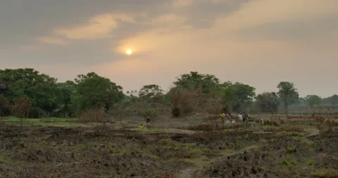 Field at sunset, Sierra Leone Stock Footage 141430631
