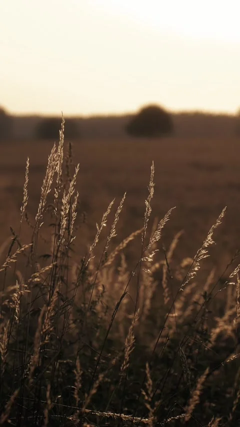 Field at sunset spikes Stock Footage 310699714