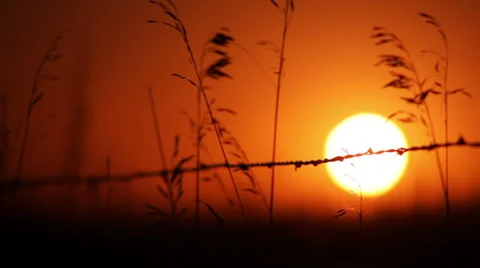 Field at sunset w/ barbed wire Video stock 1215712