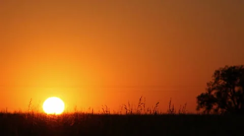 Field at sunset w/ tree Stock Footage 1215828