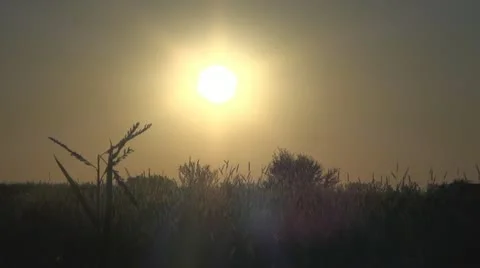 A field sunset wild summer Vídeos de archivo 11887292