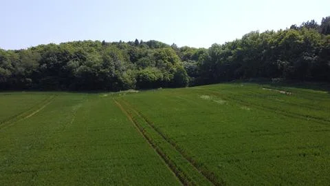 Field Surrounded by a forest 库存照片