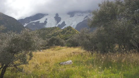 A field surrounded by trees with a snowy mountain behind, in New Zealand Stock Footage 217397299
