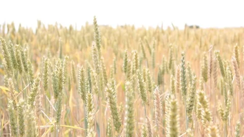 The field is swayed by wheat Stock Footage 79070276