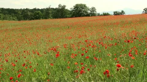 Field of swaying poppy flowers Stock Footage