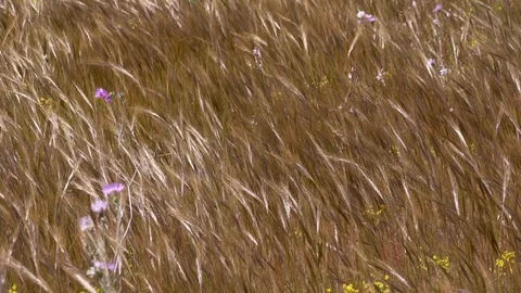 Field swaying in wild Video stock 83043099
