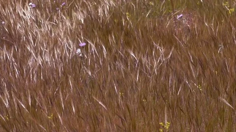 Field swaying in wild Video stock 83043168
