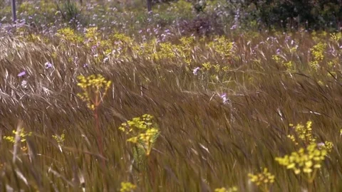 Field swaying in wild Vídeos de archivo 83043237