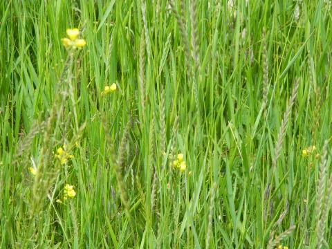 Field sweetgrass Stock Photos