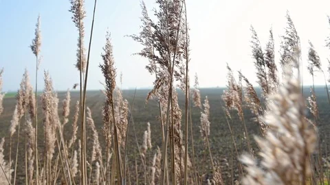 Field of tall grass blowing in the wind Stock Footage 113009736
