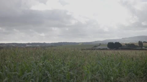 A field of tall grass with a cloudy sky in the background Stock Footage 297841919
