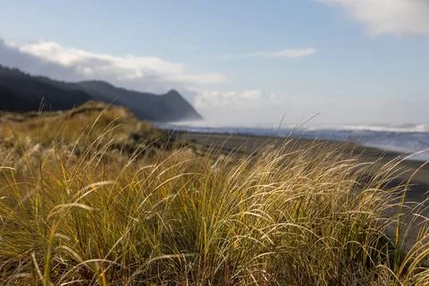 A field of tall grass with a cloudy sky in the background Stock Photos