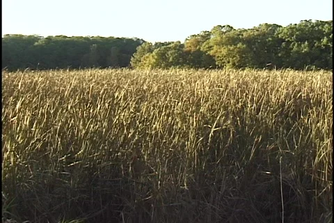 Field of Tall Grass Stock Footage 297492