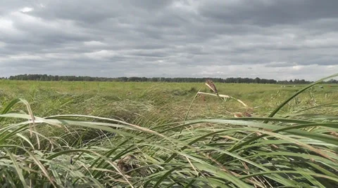 A field of tall grass Stock Footage 29447964