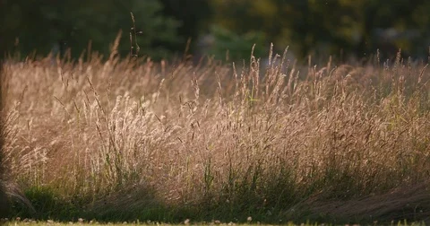 Field of tall Grass Stock Footage 77137627