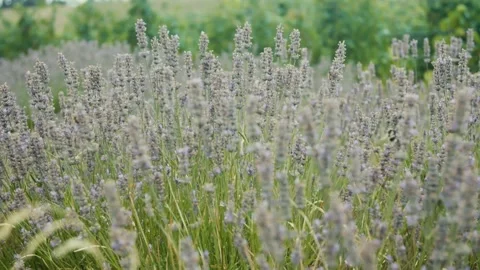 A field of tall grass Stock Footage 155404418