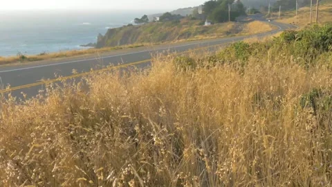 A field of tall grass Stock Footage 155592381