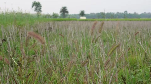 Field of Tall Grass Stock Footage 332618451