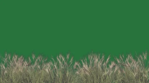 A field of tall grass Stock Footage 336970421