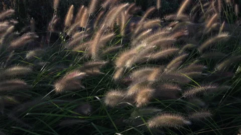 A field of tall grass with the sun shining on it Stock Footage 320002115