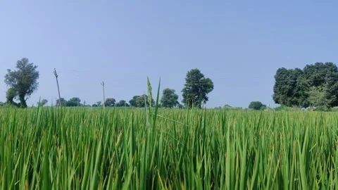 A field of tall grass with trees in the background Stock Footage 266551488