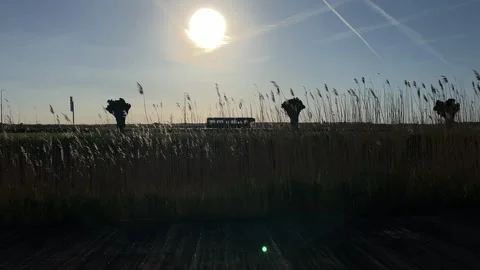Field with tall grass under a serene sky on a sunny day, natural background Vidéo 342751239