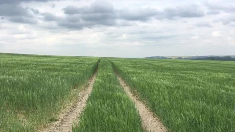 Field with tall green grass Video stock 131248317