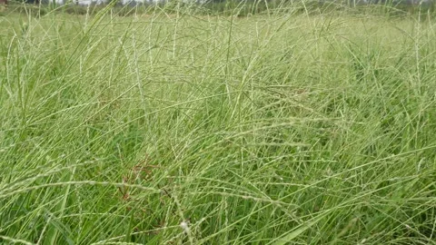 Field of tall wild grass Stock Footage 334001965