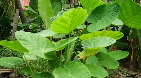 A field of taro plants Stock Footage 66523625