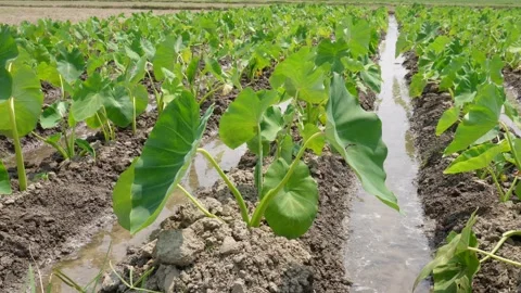 Field of taro plants Stock Footage 334000961