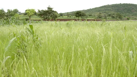 A field of teff slowly blows in the wind in rural Ethiopia Stock Footage 293507220