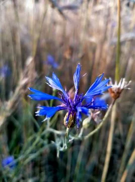Field tender cornflower Stock Photos