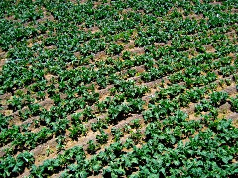 Field texture Stock Photos