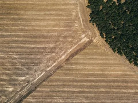 Field texture top view Stock Photos
