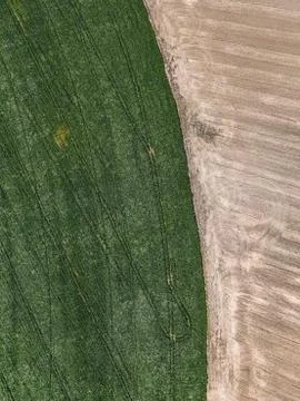 Field texture top view Stock Photos