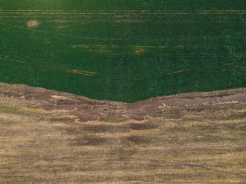 Field texture top view Stock Photos