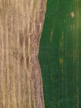 Field texture top view Stock Photos
