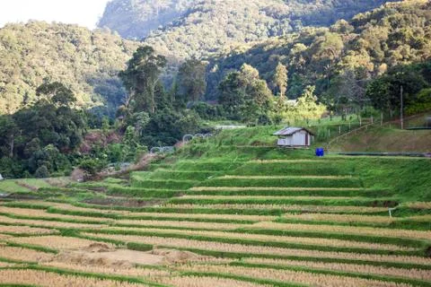 Field in Thailand Stock Photos