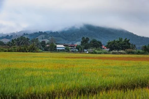 Field in Thailand Stock Photos