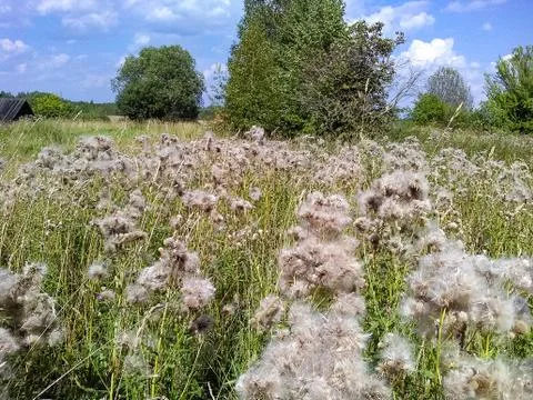 Field with thistle Stock Photos